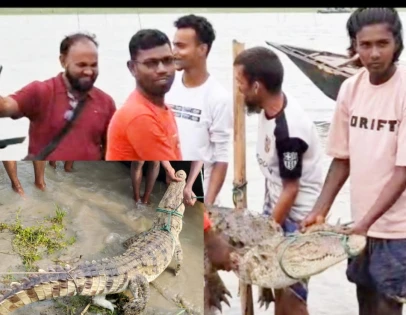 ফরিদপুরের পদ্মায় মাছ ধরা বড়শিতে উঠল কুমির